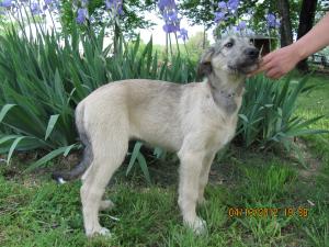 IrishWolfhound